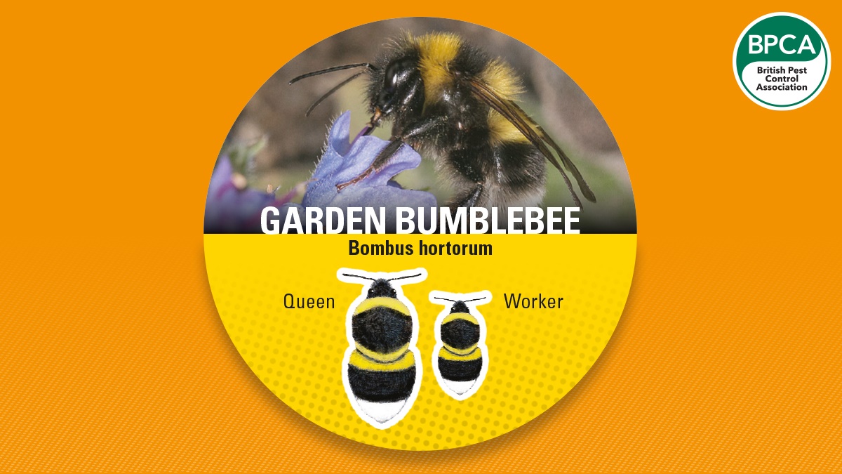 Bumblebee garden bumble Bumblebee garden bumble
